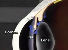 Fluid circulating inside eye